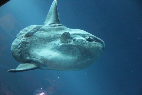 �������� � ��������